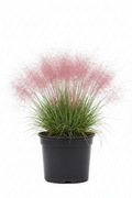 1 GALLON GRASS - PINK MUHLY