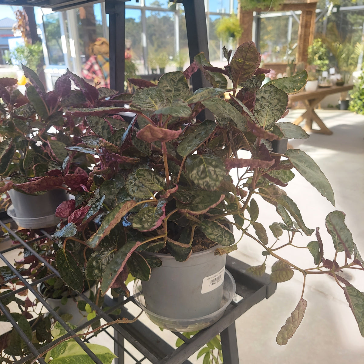 6" PURPLE WAFFLE