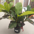 6" CROTON ASST