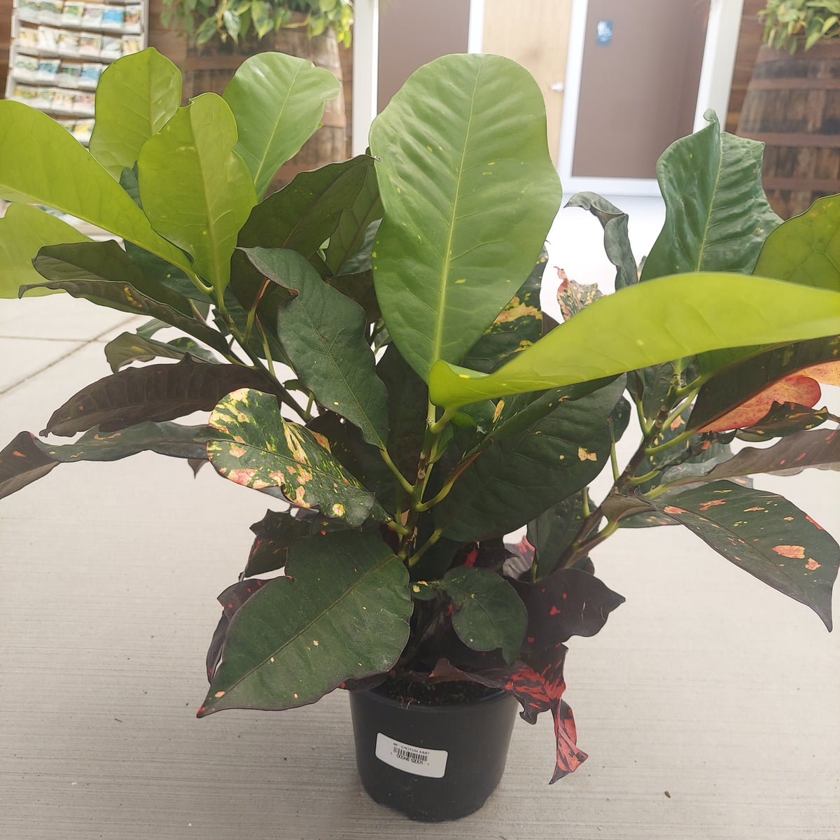 6" CROTON ASST
