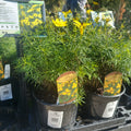 1 GAL COREOPSIS ZAGREB (GOLD)