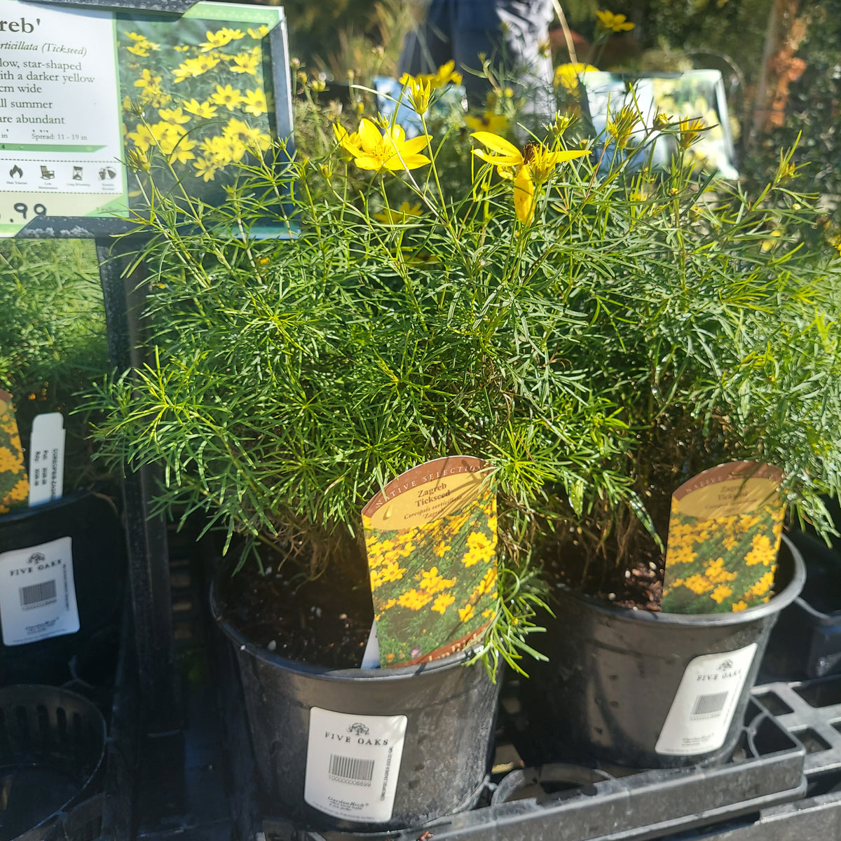 1 GAL COREOPSIS ZAGREB (GOLD)