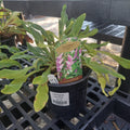 1G Digitalis Foxy