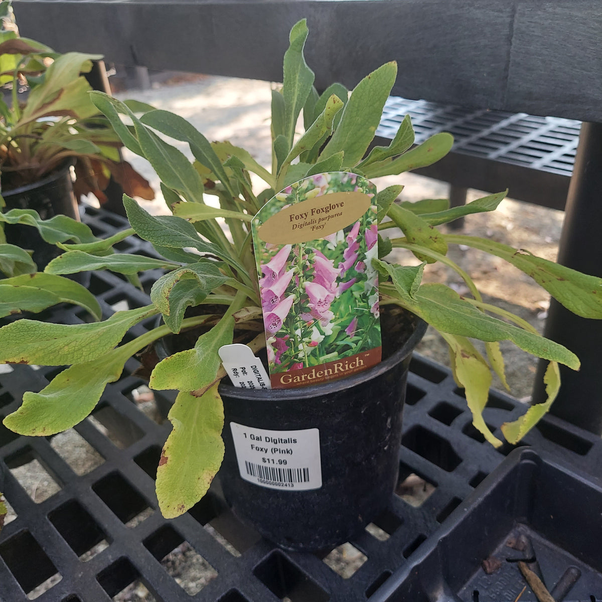 1G Digitalis Foxy