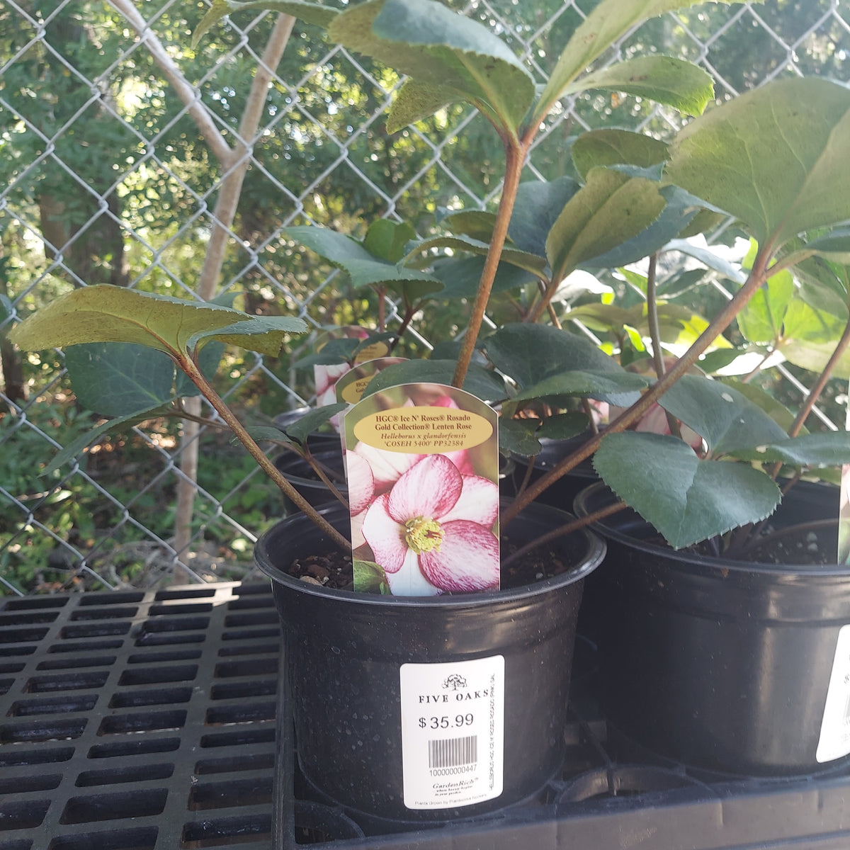 1 GALLON HELLEBORUS HGC ICE N' ROSES ROSADO (PINK)