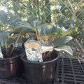 Helleborus HGC Joker (White)