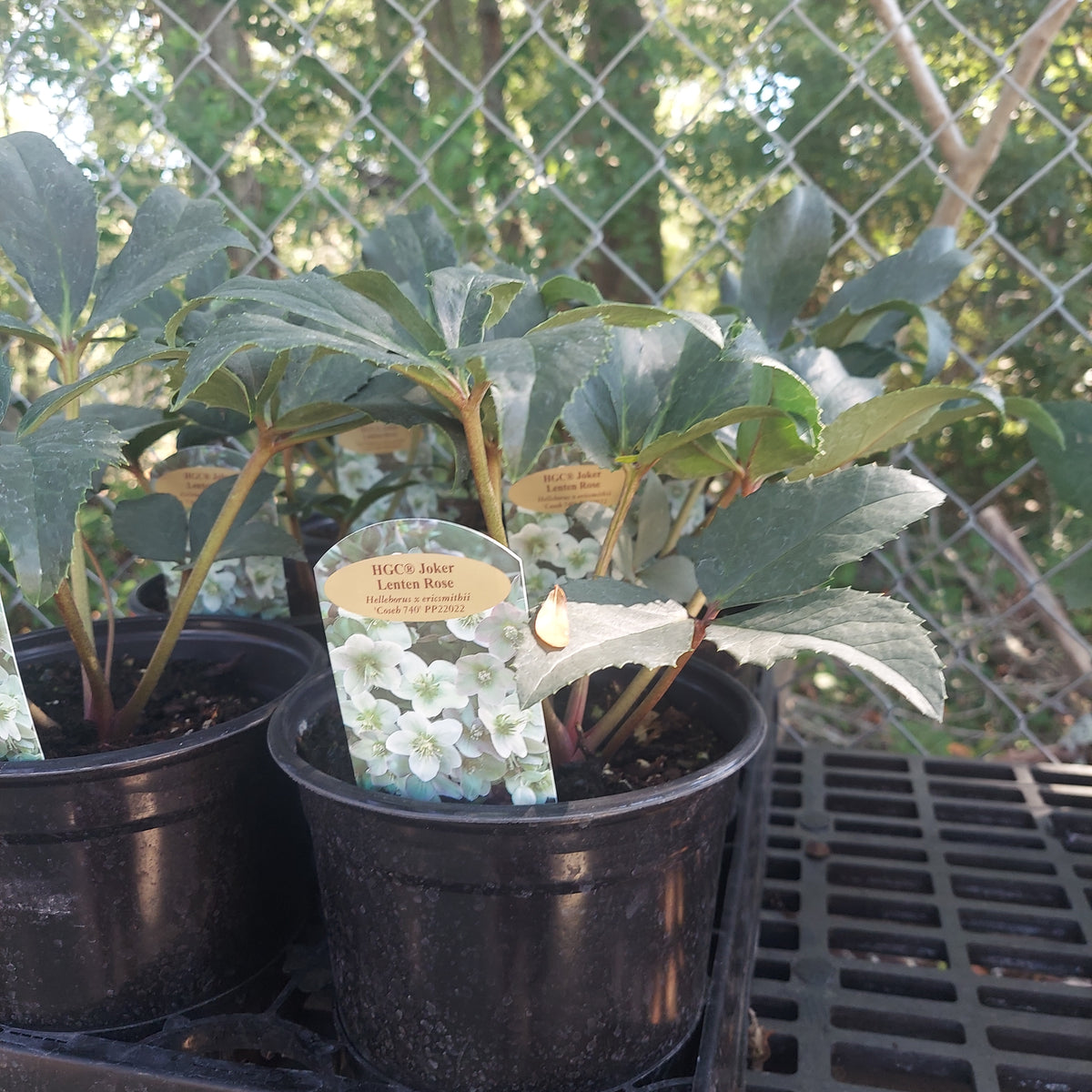 Helleborus HGC Joker (White)