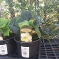 1G Helleborus HGC Ice N' Roses Frosted Rose