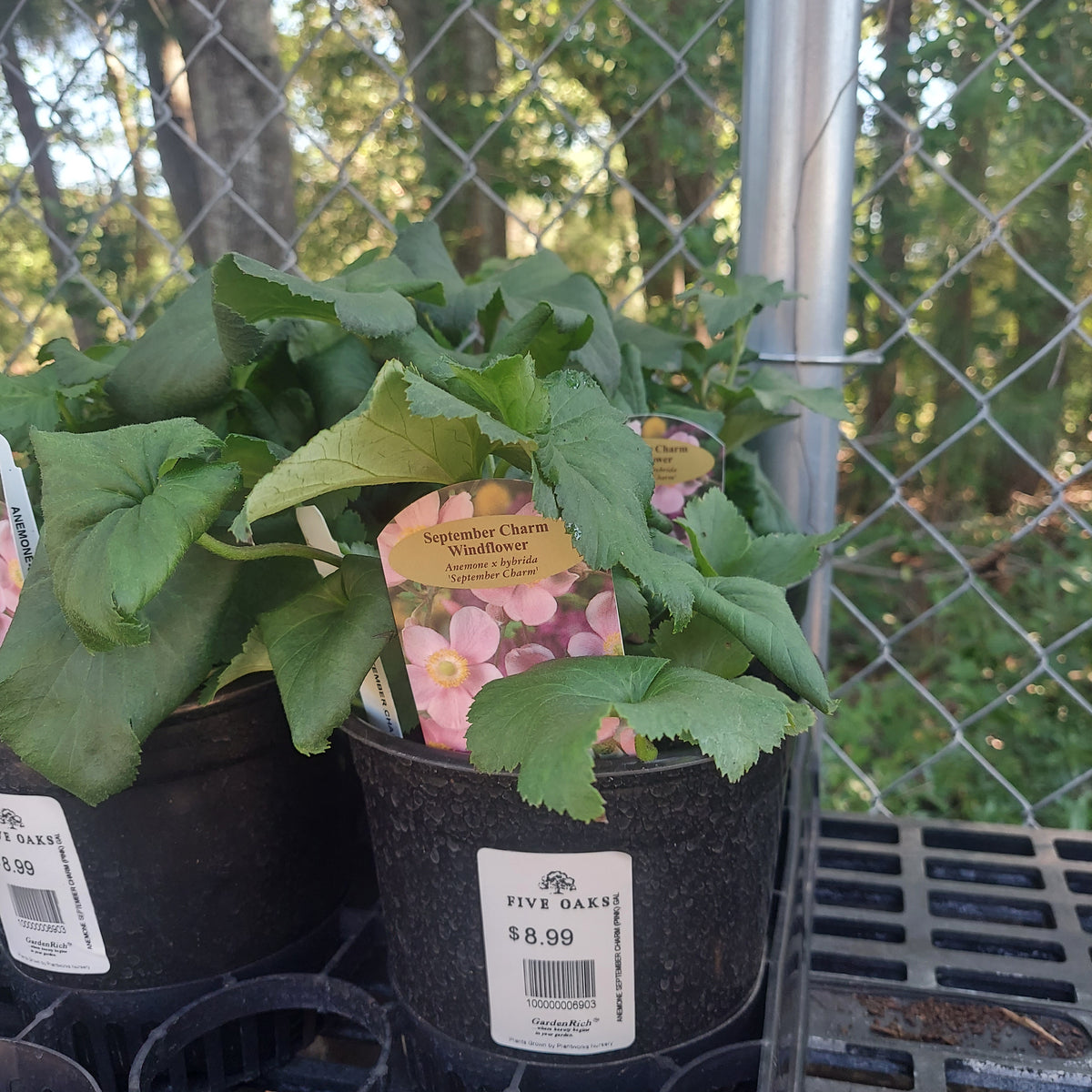 1 GAL ANEMONE SEPTEMBER CHARM (PINK)