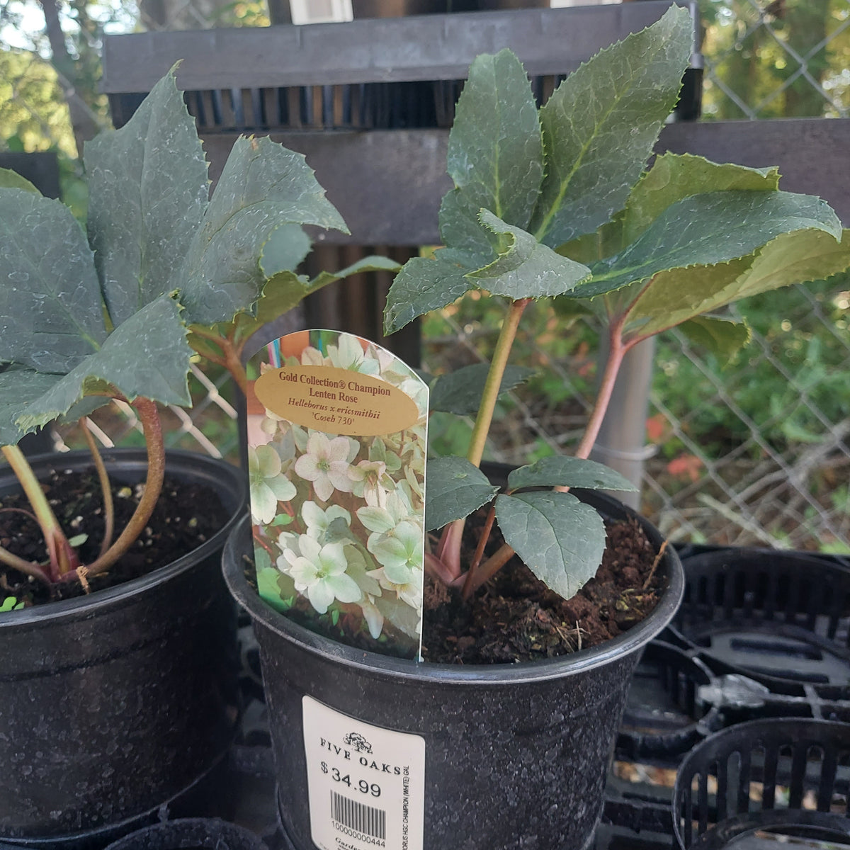 1 GALLON HELLEBORUS HGC CHAMPION (WHITE)