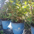 3 GALLON HYDRANGEA MACROPHYLLA - ENDLESS SUMMER - BLOOMSTRUCK