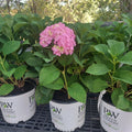 Hydrangea Let’s Dance Sky View 3g