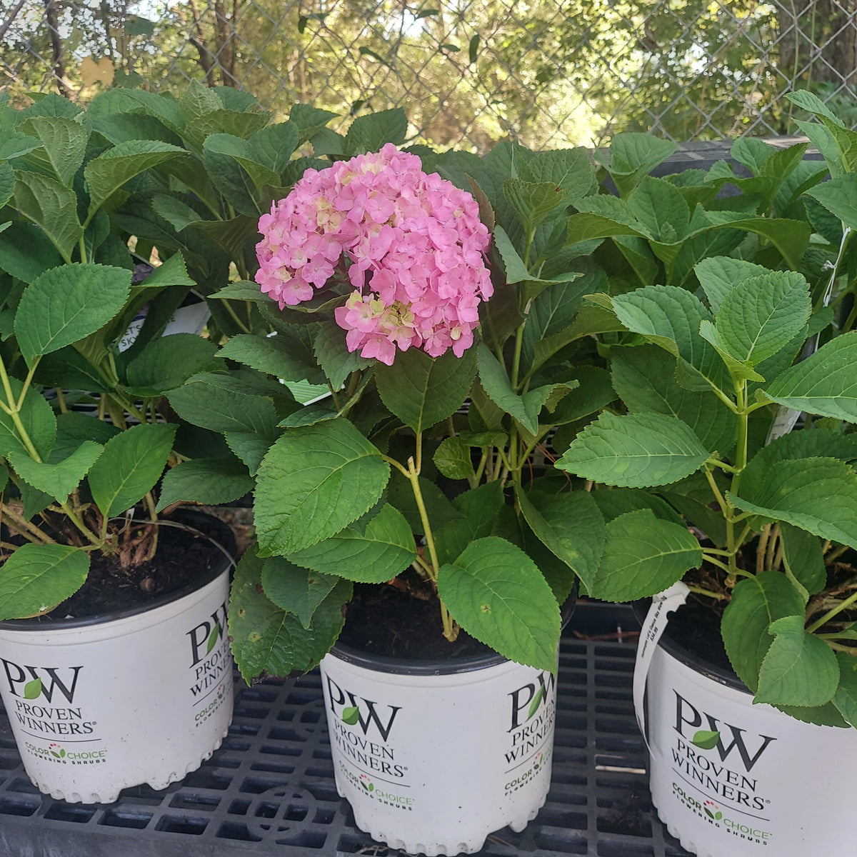 Hydrangea Let’s Dance Sky View 3g