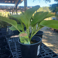 1 GAL HOSTA (YELLOW VAR. LEAF) WORLD CUP