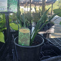 1 GAL HOSTA (GREEN LEAF) PRAYING HANDS