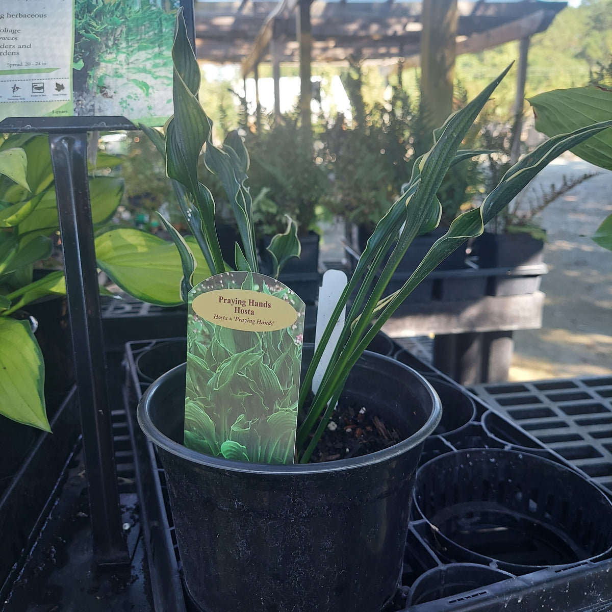 1 GAL HOSTA (GREEN LEAF) PRAYING HANDS