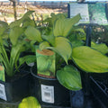 1 GAL HOSTA (YELLOW VAR. LEAF) STAINED GLASS