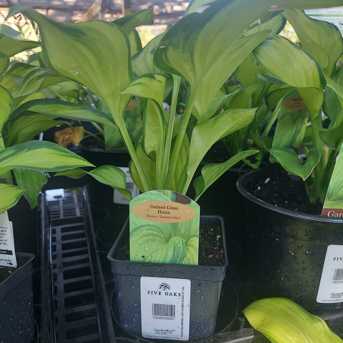 1 QT HOSTA (YELLOW VAR. LEAF) STAINED GLASS