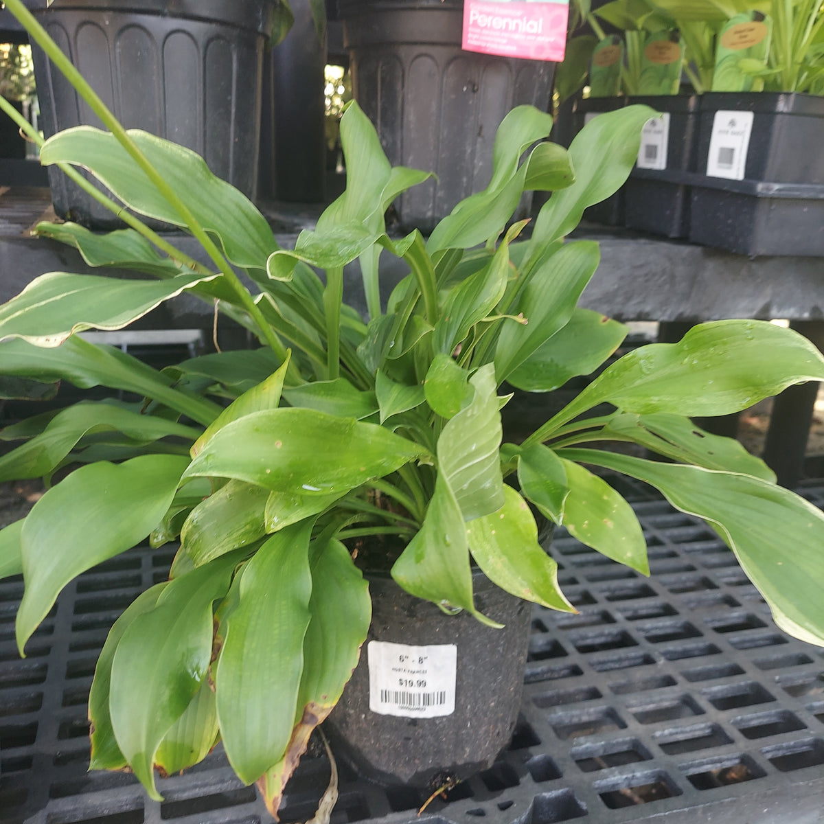 6"-8" HOSTA (WHITE VAR. LEAF) FRANCEE