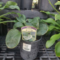 1G Hosta 'Big Daddy'