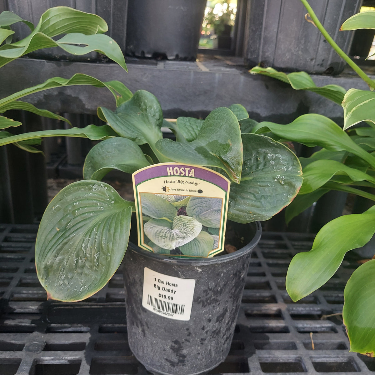 1G Hosta 'Big Daddy'