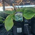 Hosta 'Frances Williams' 6-8"