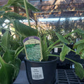 Hosta 'Albomarginata' #1