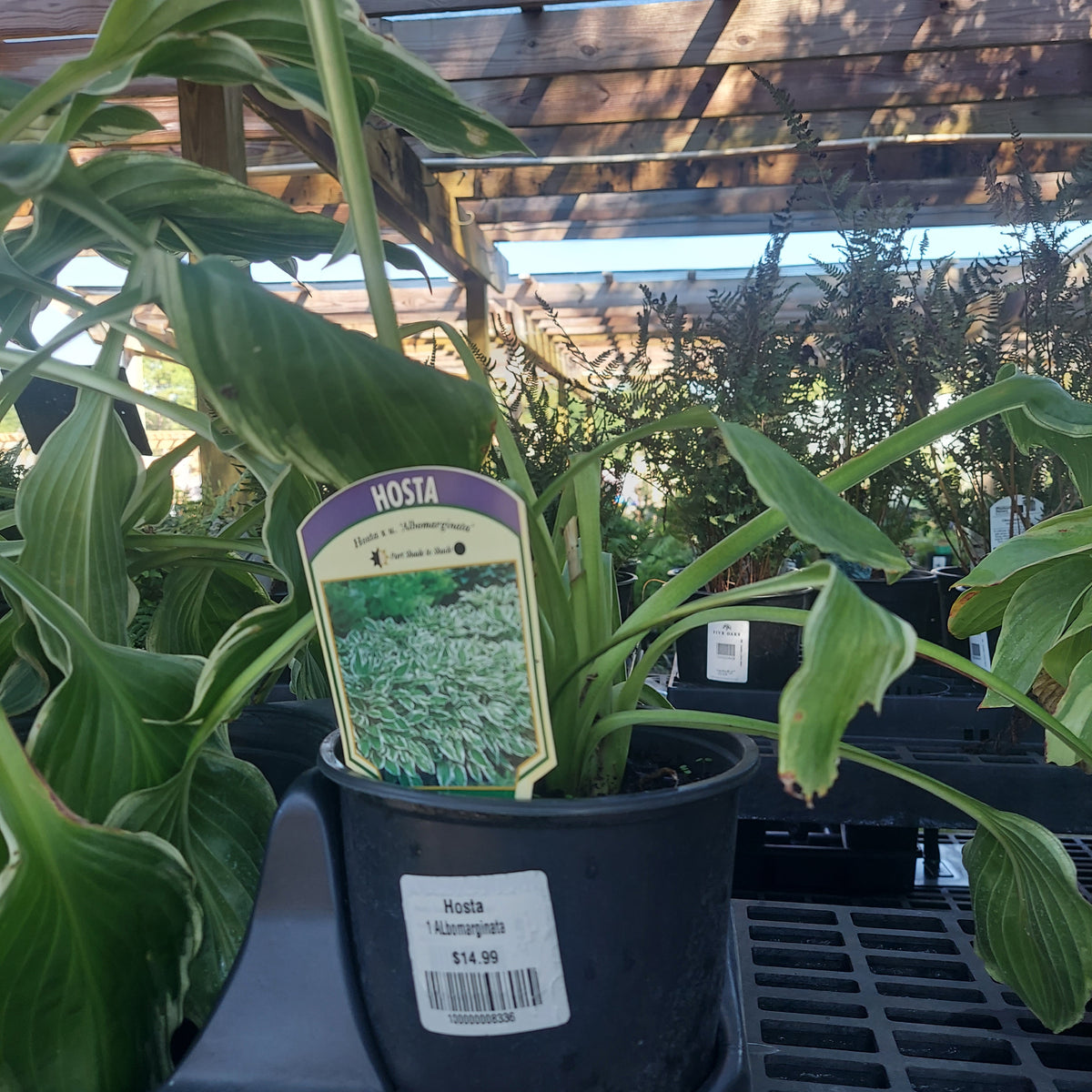 Hosta 'Albomarginata' #1