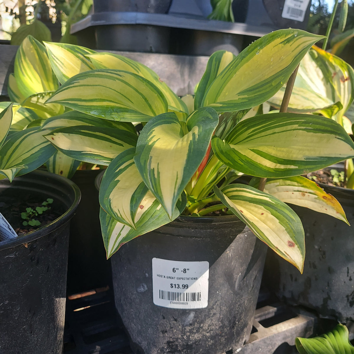 6"-8" HOSTA (YELLOW VAR. LEAF) GREAT EXPECTATIONS