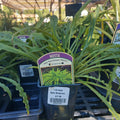 1Qt Hosta hyb. 'Party Streamers'