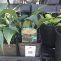 1 QT HOSTA (BLUE LEAF) BLUE ANGEL