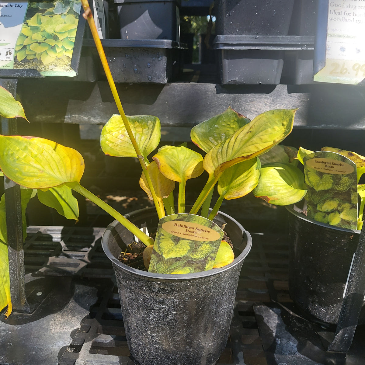 1 GAL HOSTA (YELLOW VAR. LEAF) RAINFOREST SUNRISE