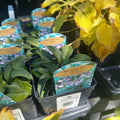 1 QT HOSTA (BLUE LEAF) BLUE MOUSE EARS