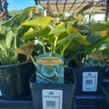1 QT HOSTA (BLUE LEAF) ABIQUA DRINKING GOURD