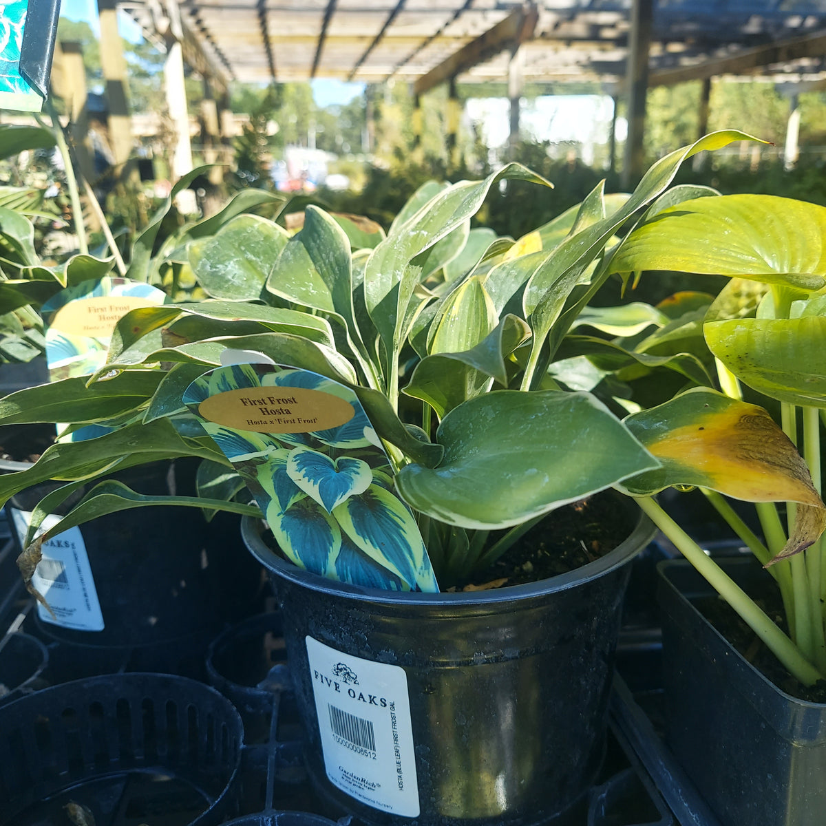 1 GAL HOSTA (BLUE LEAF) FIRST FROST