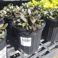 1G Ajuga Blueberry Muffin