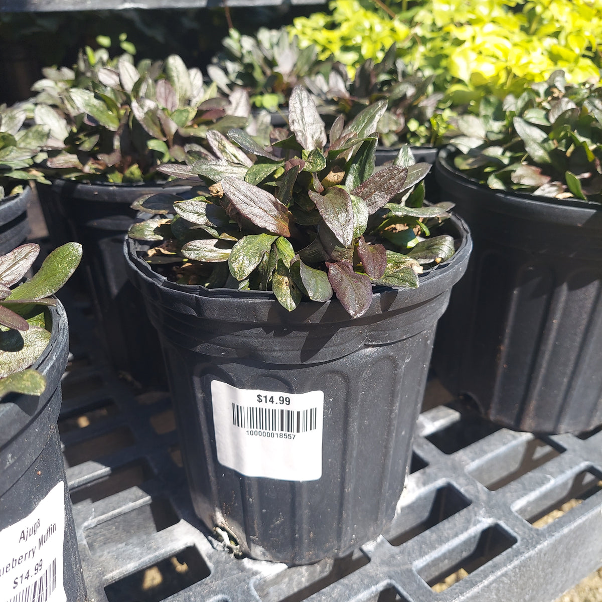 1G Ajuga Blueberry Muffin