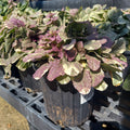 1G Ajuga Burgundy Glow