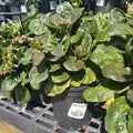 Ajuga rep. 'Catlin's Giant' #1