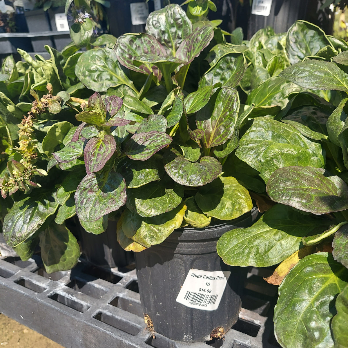 Ajuga rep. 'Catlin's Giant' #1