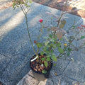 3 Gallon Hybrid Tea Rose Eleganza® Grande Amore