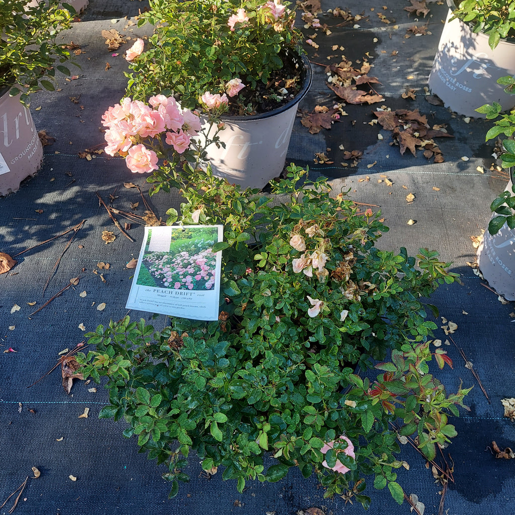3 GALLON ROSE - DRIFT PEACH