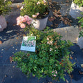 3 GALLON ROSE - DRIFT PEACH