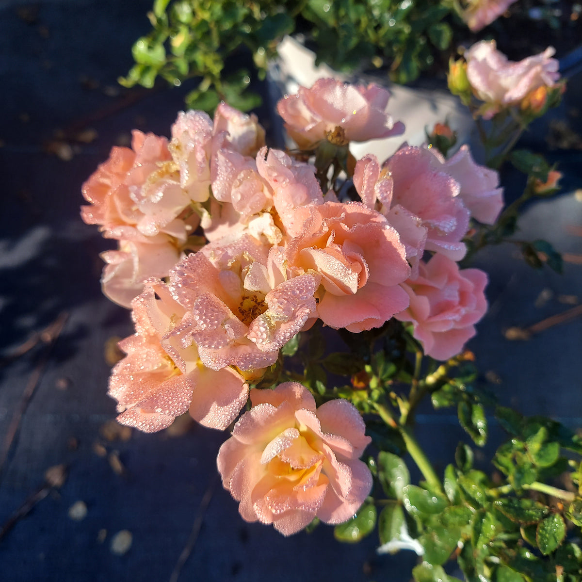 3 GALLON ROSE - DRIFT PEACH