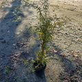 1 Gallon Rose Lady Banks Yellow