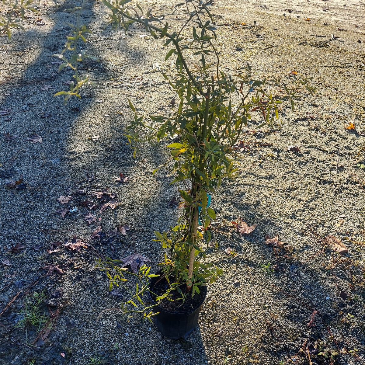 1 Gallon Rose Lady Banks Yellow