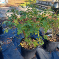 3 Gallon Hybrid Tea Rose Michelangelo
