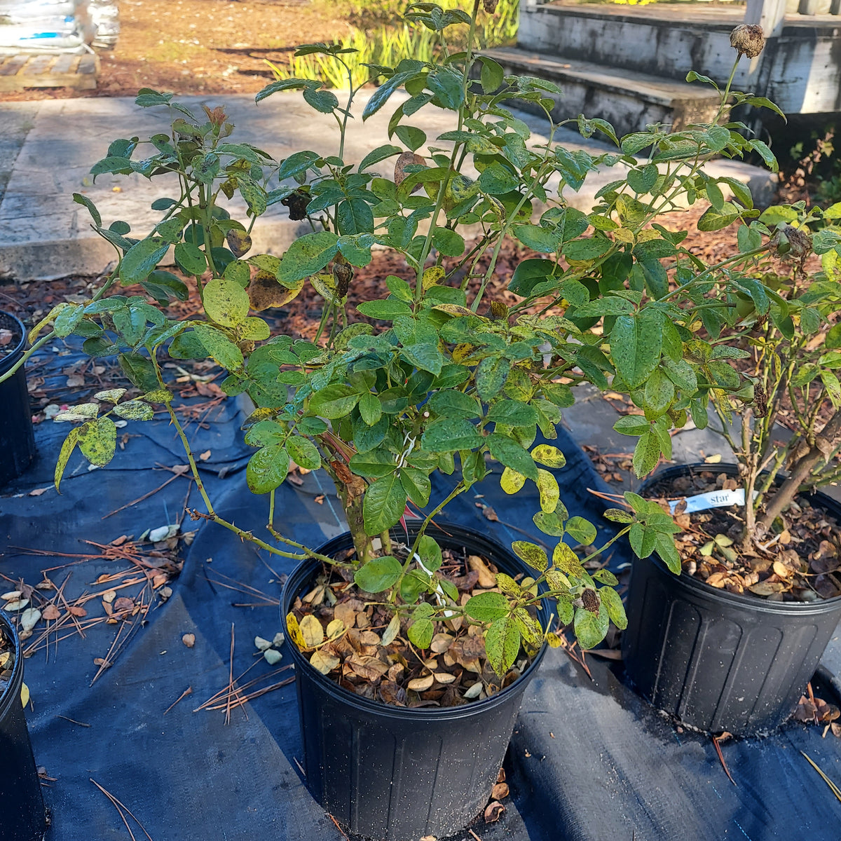 3 Gallon Hybrid Tea Rose Michelangelo