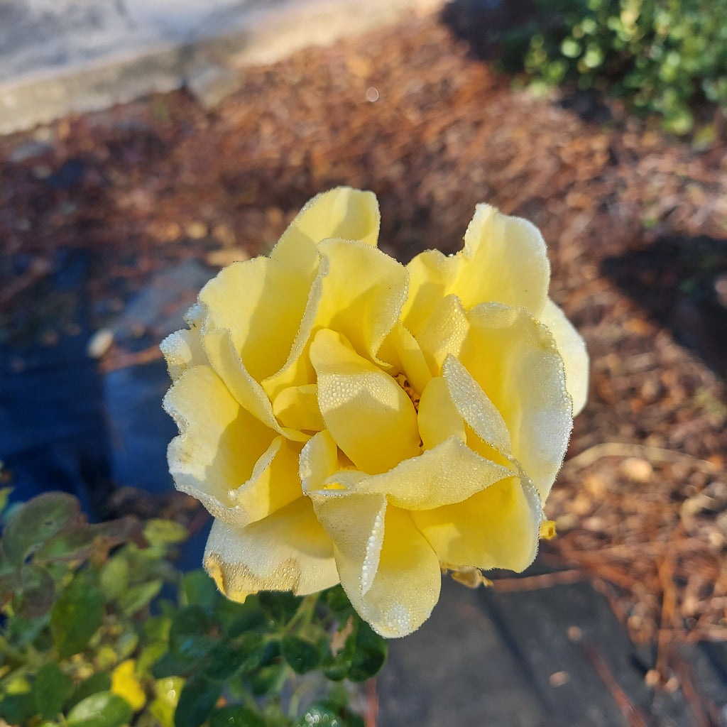3 Gallon Hybrid Tea Rose Michelangelo