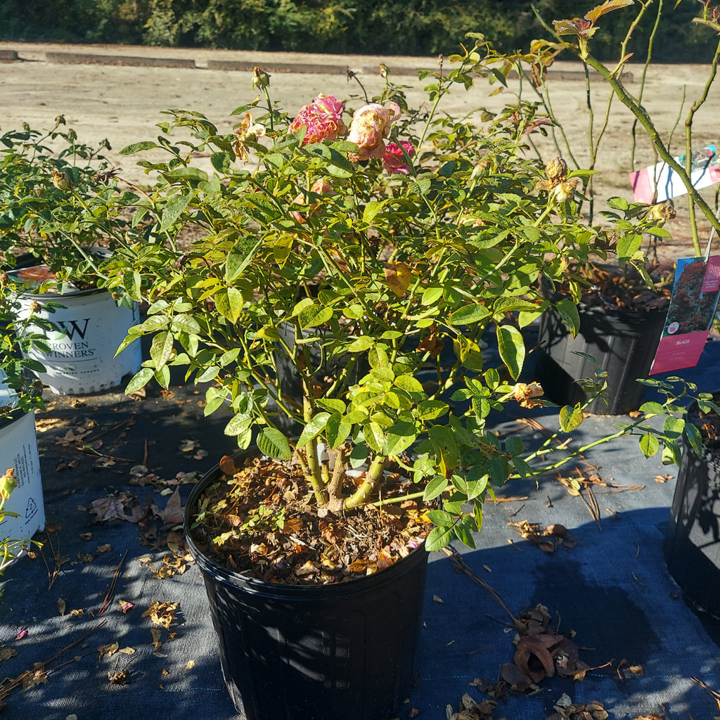 3 Gallon Hybrid Tea Rose Raspberry Cupcake